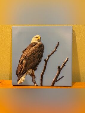 🦅Bald Eagle Perch Cover in Brown & White – Canvas-Style Bird Perch Accessory